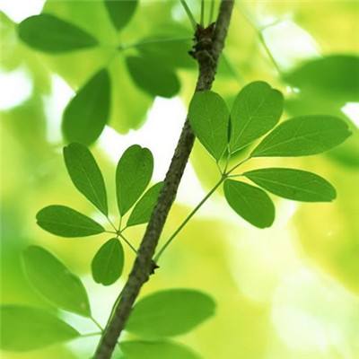 手机买彩票app下载手机app下载