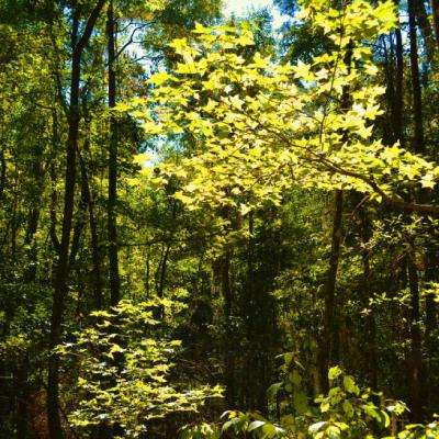 上海麻将下载手机版截图